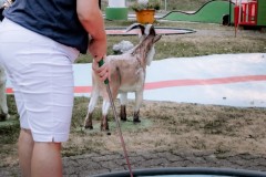 20220817-Minigolf-Rosenberg-11-von-66